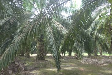 Mentakab Agricultural Land