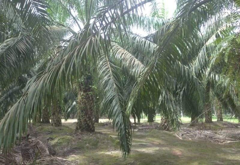 Mentakab Agricultural Land
