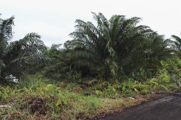 REVOLUSI HIJAU JOHAN SETIA