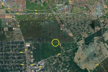 REVOLUSI HIJAU JOHAN SETIA