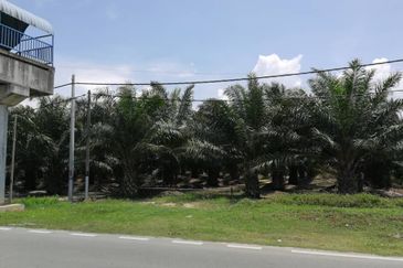 KAMPUNG ASSAM JAWA