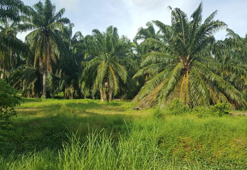 Industrial Land located at Jeram, Kuala Selangor 