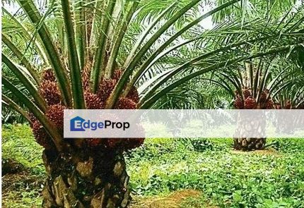 Agricultural Land, Hulu Berang, Hulu Terengganu, Terengganu, Hulu Terengganu
