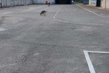 Factory Jalan Klang Banting Jenjarom for Sale