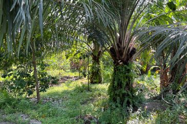 Industrial Zoning Land @ Tanjung Dua Belas, Bantin