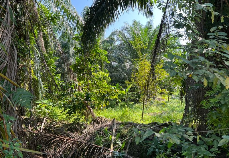 Industrial Zoning Land @ Tanjung Dua Belas, Bantin