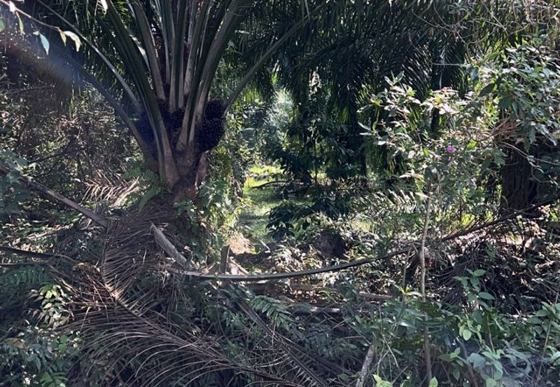 Industrial Zoning Land @ Tanjung Dua Belas, Bantin