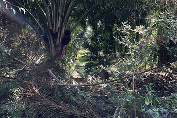 Industrial Zoning Land @ Tanjung Dua Belas, Bantin