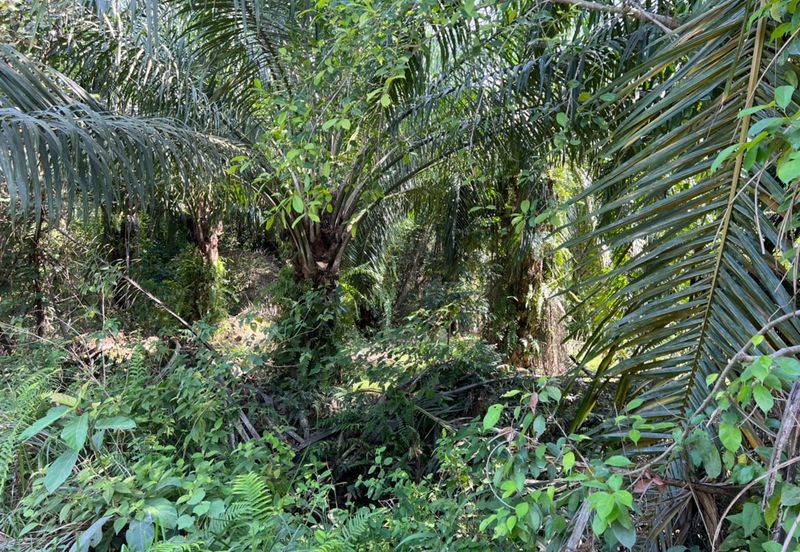 Industrial Zoning Land @ Tanjung Dua Belas, Bantin