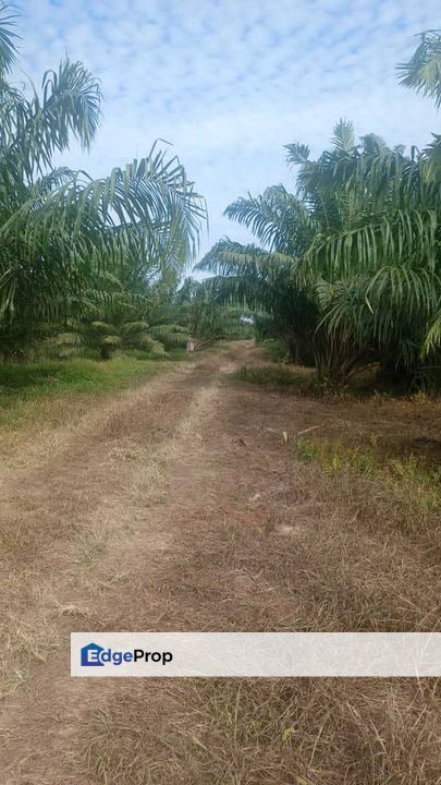 Agricultural Land, Bukit Gagak, Tanjung Dua Belas,, Selangor, Telok Panglima Garang