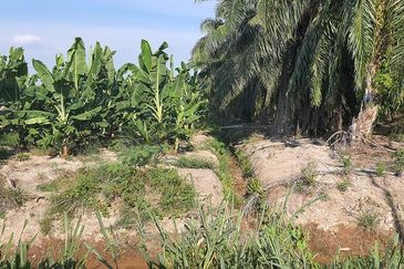 Agricultural Land Telok Mengkuang Panglima Garang
