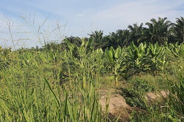 Agricultural Land Telok Mengkuang Panglima Garang