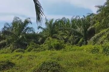 Agricultural Land located at Jeram, Kuala Selangor 