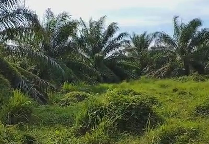 Agricultural Land located at Jeram, Kuala Selangor 