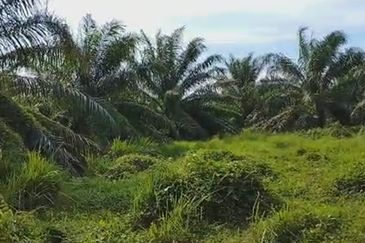 Agricultural Land located at Jeram, Kuala Selangor 