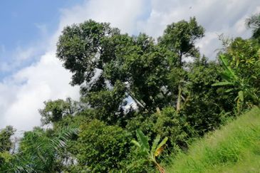 9ac Orchard Agricultural Land, Sungai Klau, Raub