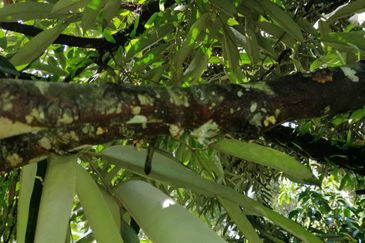 9ac Orchard Agricultural Land, Sungai Klau, Raub