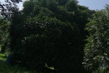 9ac Orchard Agricultural Land, Sungai Klau, Raub