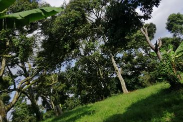 9ac Orchard Agricultural Land, Sungai Klau, Raub