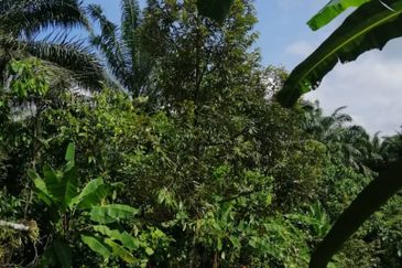 9ac Orchard Agricultural Land, Sungai Klau, Raub