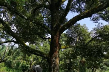 9ac Orchard Agricultural Land, Sungai Klau, Raub