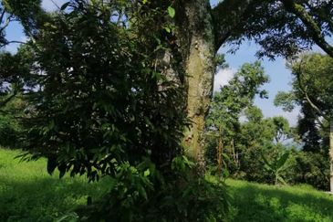 9ac Orchard Agricultural Land, Sungai Klau, Raub