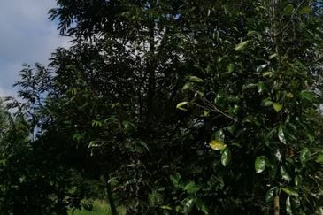 9ac Orchard Agricultural Land, Sungai Klau, Raub