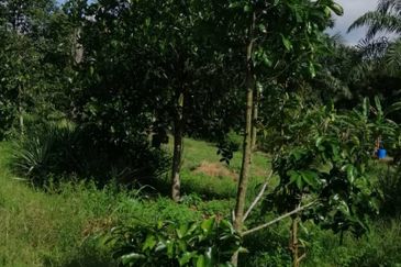 9ac Orchard Agricultural Land, Sungai Klau, Raub