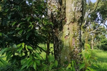 9ac Orchard Agricultural Land, Sungai Klau, Raub