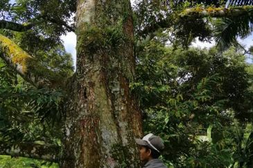 9ac Orchard Agricultural Land, Sungai Klau, Raub