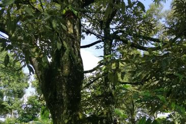 9ac Orchard Agricultural Land, Sungai Klau, Raub