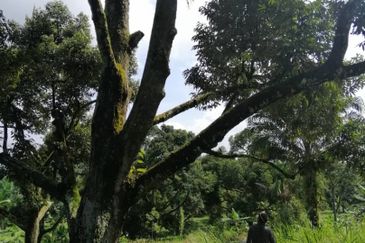 9ac Orchard Agricultural Land, Sungai Klau, Raub