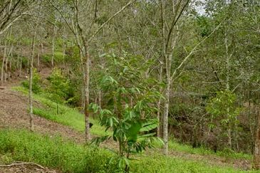 JALAN KUALA KLAWANG / ULU JELEBU