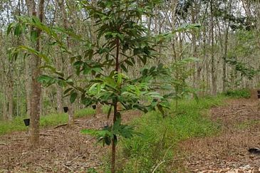 JALAN KUALA KLAWANG / ULU JELEBU
