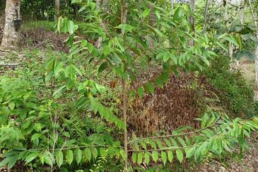 JALAN KUALA KLAWANG / ULU JELEBU