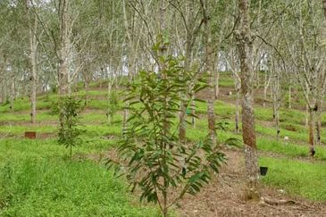 JALAN KUALA KLAWANG / ULU JELEBU