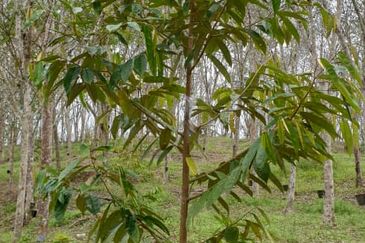 JALAN KUALA KLAWANG / ULU JELEBU