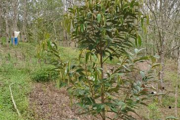 JALAN KUALA KLAWANG / ULU JELEBU