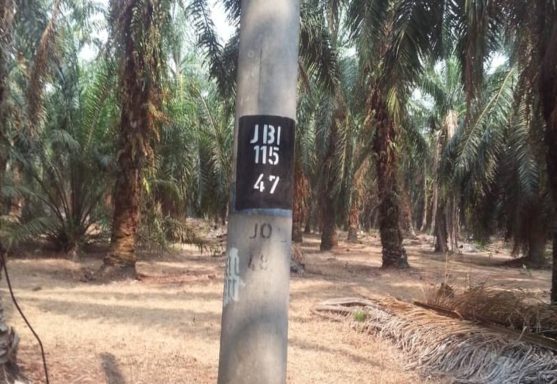 PEKAN SIMPANG TIGA IJOK
