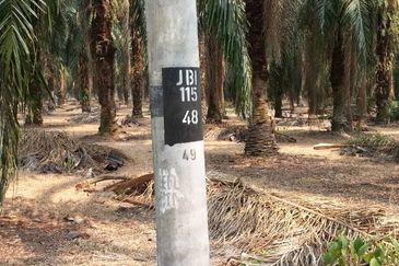 PEKAN SIMPANG TIGA IJOK