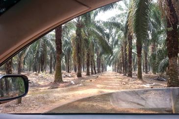 PEKAN SIMPANG TIGA IJOK