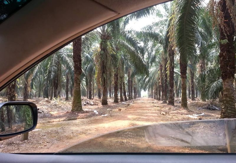 PEKAN SIMPANG TIGA IJOK