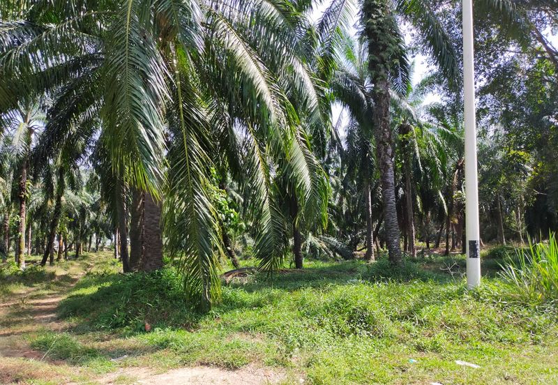 PEKAN SIMPANG TIGA IJOK