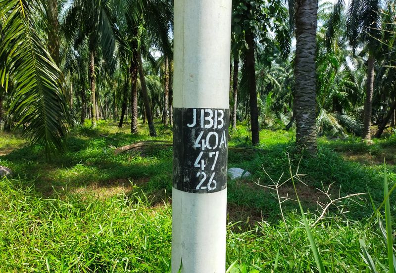 PEKAN SIMPANG TIGA IJOK