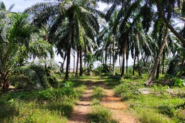 PEKAN SIMPANG TIGA IJOK