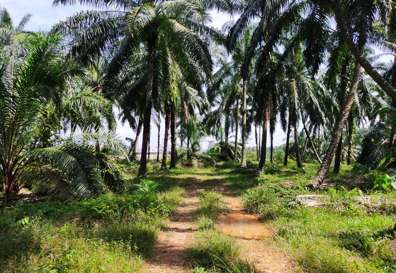 PEKAN SIMPANG TIGA IJOK