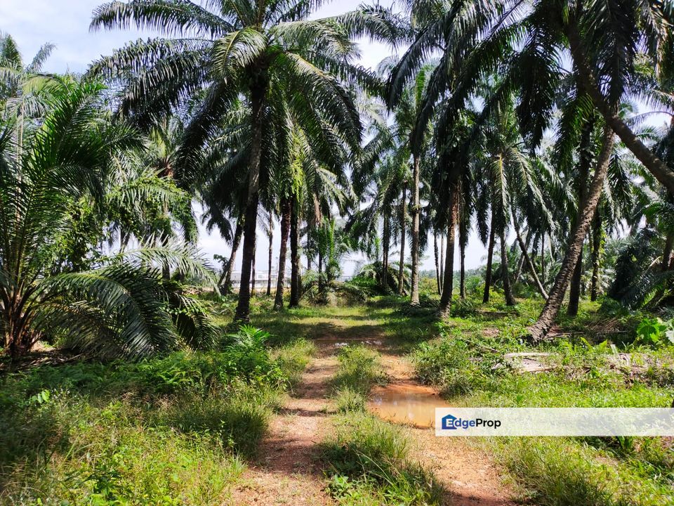 Industrial Land, Jalan Rukun Simpang Tiga Ijok, Selangor, Batang Berjuntai