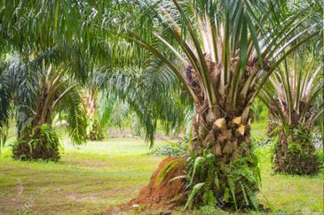 Banting, Telok Panglima Garang Industrial Land