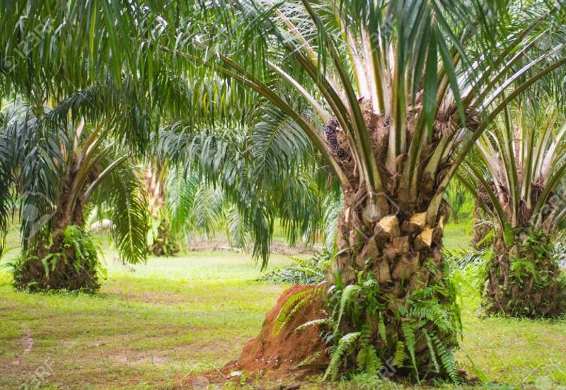 Banting, Telok Panglima Garang Industrial Land