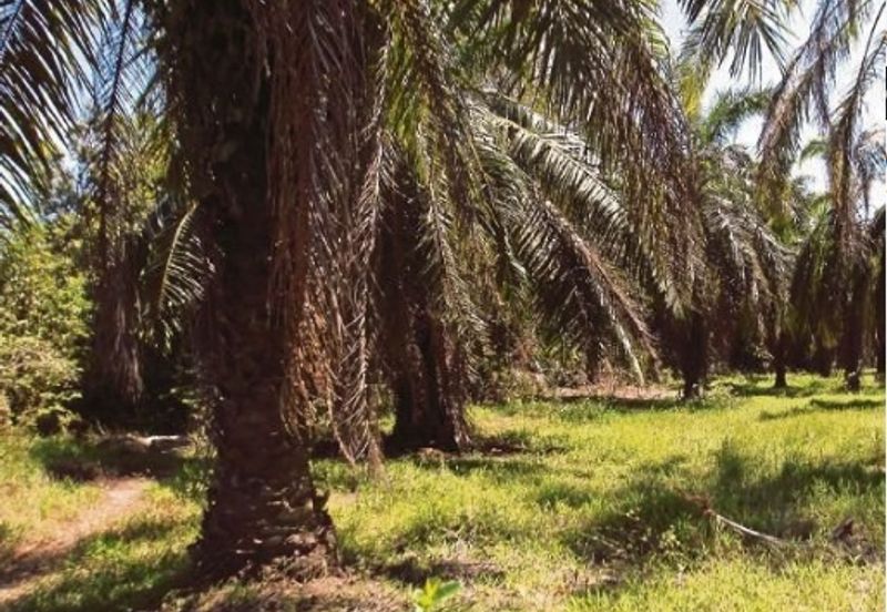 Banting, Telok Panglima Garang Industrial Land